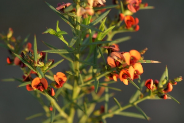 Daviesia ulicifolia